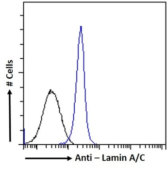 Lamin A+C Monoclonal Antibody [JOL2] - Unpurified / 0.1ml