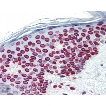 Lamin A+C Monoclonal Antibody [JOL2] - Unpurified / 0.1ml
