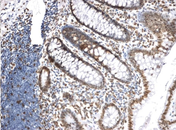 Lamin A+C Monoclonal Antibody [JOL2] - Unpurified / 0.1ml