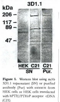 PTHLH Monoclonal Antibody