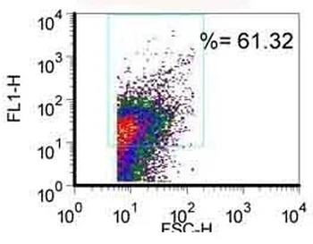 GAD65 Monoclonal Antibody