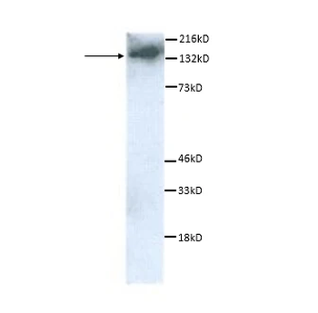Gemin 2 Monoclonal Antibody