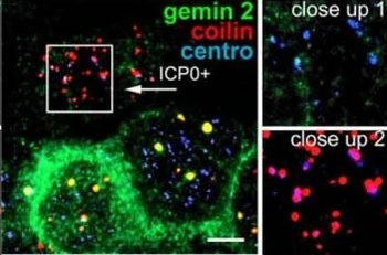 Gemin 2 Monoclonal Antibody