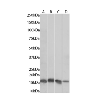 Histone H3 (tri methyl K9) Mouse Monoclonal Antibody
