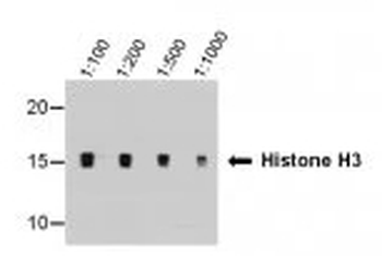 Histone H3 (tri methyl K9) Mouse Monoclonal Antibody