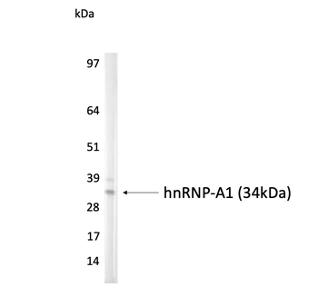 hnRNP A1 Monoclonal Antibody