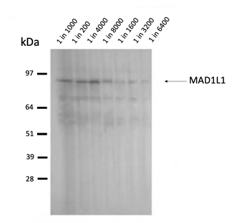Mad1 Monoclonal Antibody
