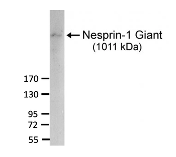 Nesprin 1 Monoclonal Antibody
