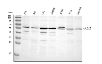 Abl interactor 2 ABI2 Rabbit Polyclonal Antibody