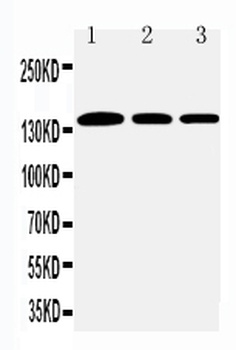 Collagen I/COL1A1 Antibody