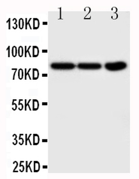 TrkA/NTRK1 Rabbit Polyclonal Antibody