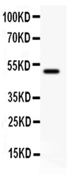 CD80 Rabbit Polyclonal Antibody