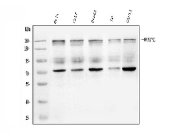 WAPL/FOE Rabbit Polyclonal Antibody