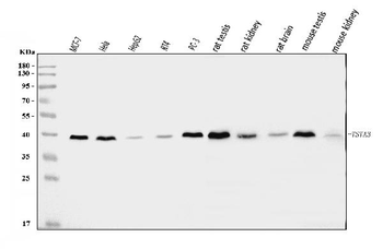 TSTA3/GFUS Antibody