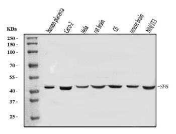 SP6 Rabbit Polyclonal Antibody