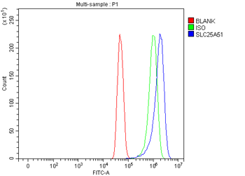 SLC25A51/52 Rabbit Polyclonal Antibody