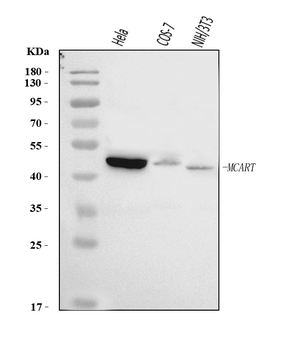 SLC25A51/52 Rabbit Polyclonal Antibody