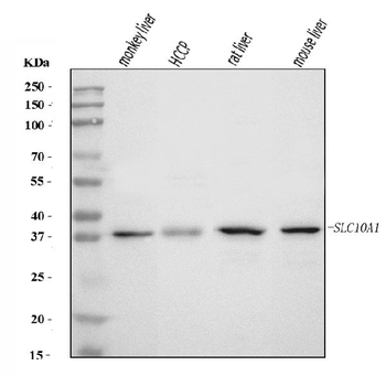 SLC10A1/NTCP1 Rabbit Polyclonal Antibody