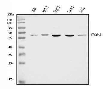 Dopamine Transporter/SLC6A3 Rabbit Polyclonal Antibody