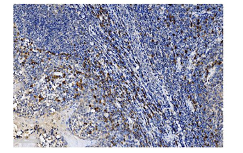 SLAM/CD150/SLAMF1 Rabbit Polyclonal Antibody