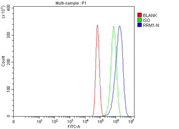 RRM1 Rabbit Polyclonal Antibody