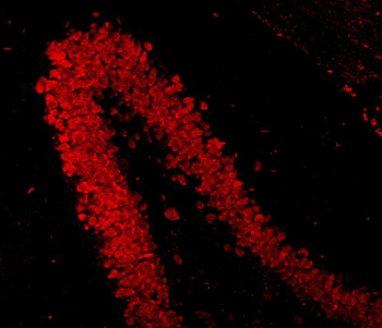 NeuN/Rbfox3 Antibody