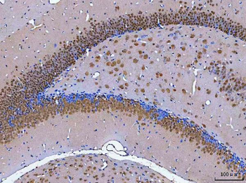 NeuN/Rbfox3 Antibody