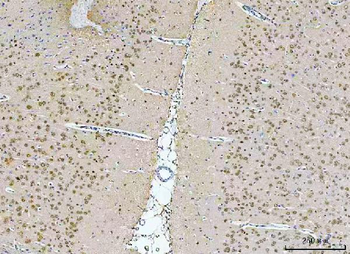 NeuN/Rbfox3 Antibody