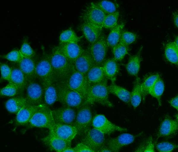 RAB13 Antibody