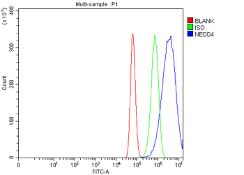 NEDD4 Antibody