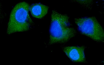 NEDD4 Antibody