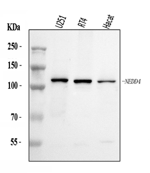NEDD4 Antibody