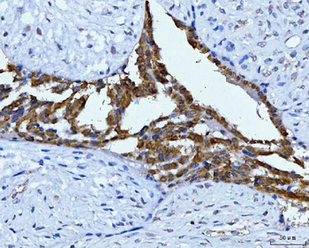 KRT7 Antibody