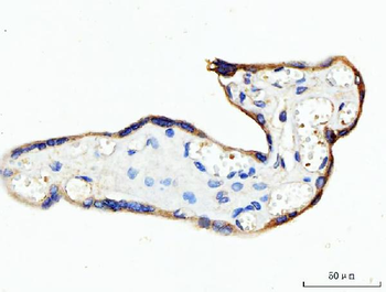 KRT7 Antibody