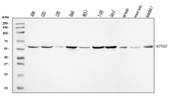 KPNA2 Rabbit Polyclonal Antibody