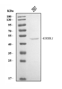 KIR3DL1 Antibody