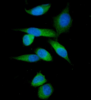 IMPDH1 Antibody