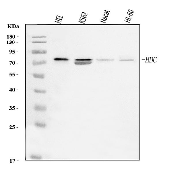 Histidine decarboxylase/HDC Rabbit Polyclonal Antibody