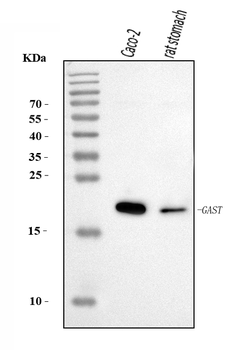 Gastrin/GAST Rabbit Polyclonal Antibody