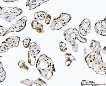 GADD45B Rabbit Polyclonal Antibody