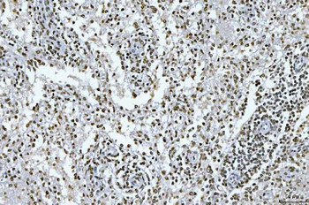 GADD45B Rabbit Polyclonal Antibody