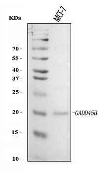 GADD45B Rabbit Polyclonal Antibody