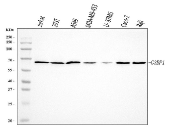 G3BP/G3BP1 Antibody