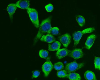 G3BP/G3BP1 Antibody