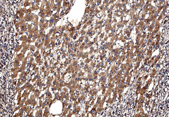 G3BP/G3BP1 Antibody