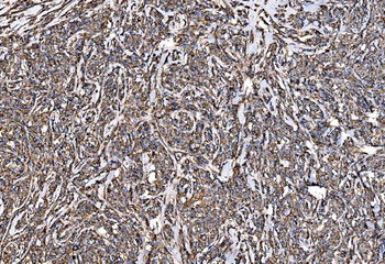 G3BP/G3BP1 Antibody