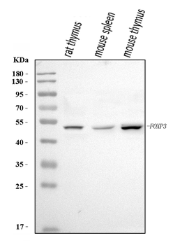 Foxp3 Rabbit Polyclonal Antibody