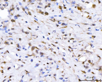 FGF2 Antibody