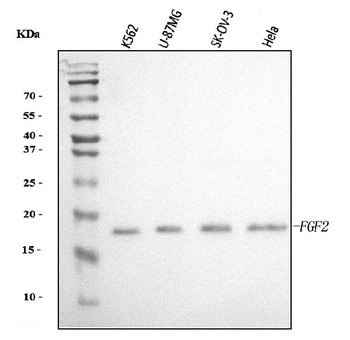 FGF2 Antibody