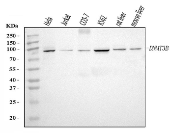 DNMT3B Rabbit Polyclonal Antibody
